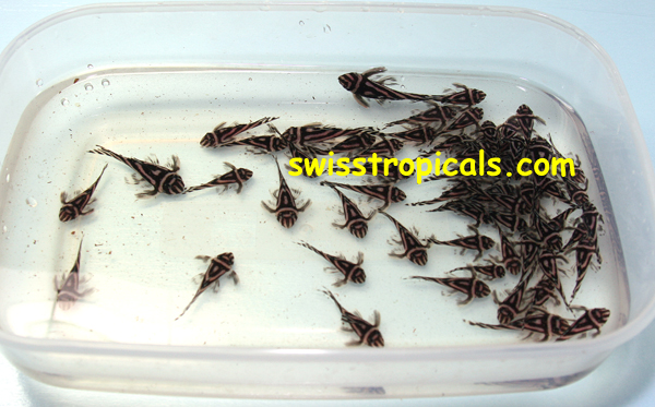 Hypancistrus zebra fry