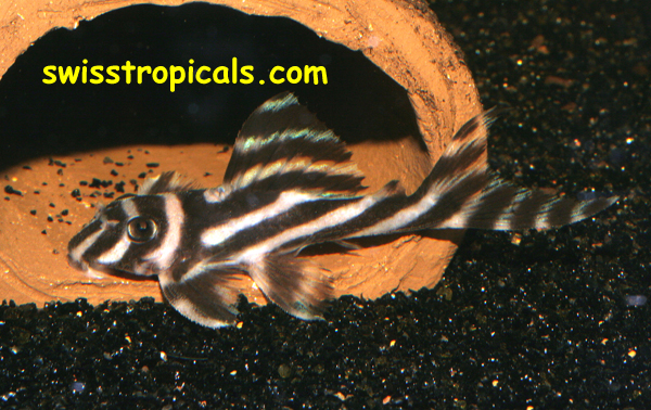 Hypancistrus zebra juvenile