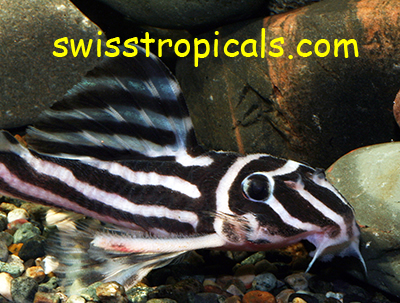 Hypancistrus zebra male
