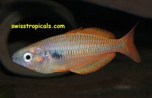 Melanotaenia parva